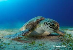 Kemer’in sualtı dünyasına ayna tuttu