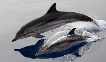 Hayvanları Koruma Kanunu’nda değişiklik