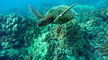 Okyanusların oksijen seviyesi düşüyor