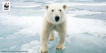 Bugün Dünya Kutup Ayıları Günü!