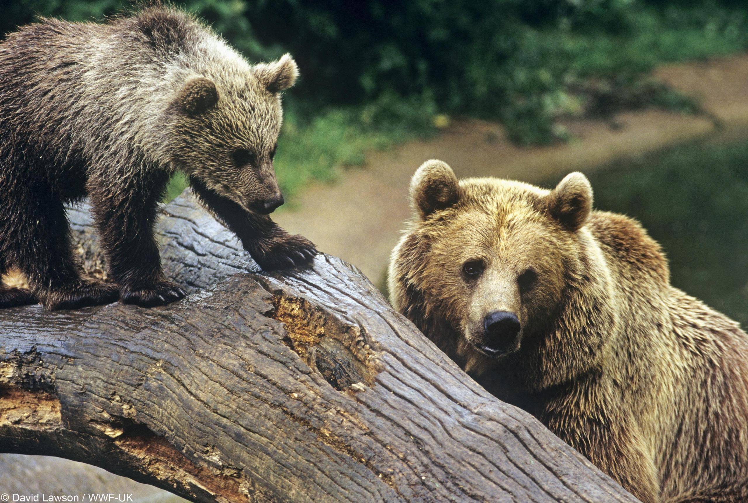 European brown bear and cub