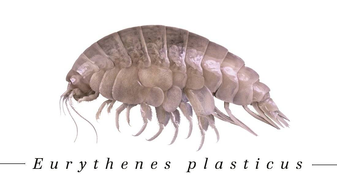 Eurythenes_plasticus 1