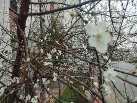 Anadolu takvimindeki bin yıllık bahar döngüsü