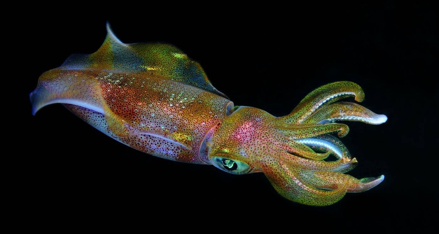 septioteuthis-lessoniana