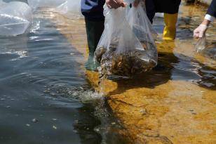 Gölbaşı’nda sazan yavruları suyla buluştu