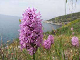 Kuşadası, biyolojik zenginliğiyle korunmalı