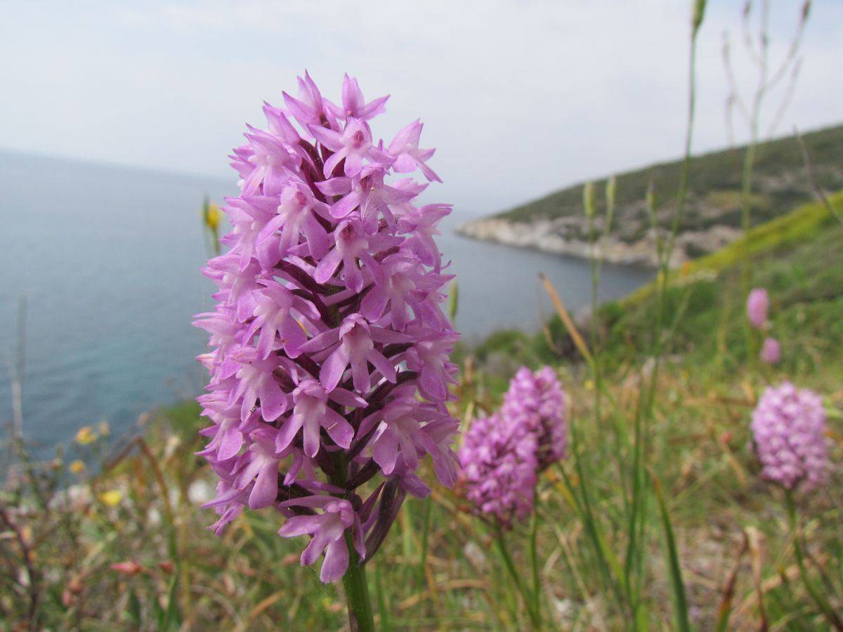 101956345_10157554476672075_1215246479413739520_o