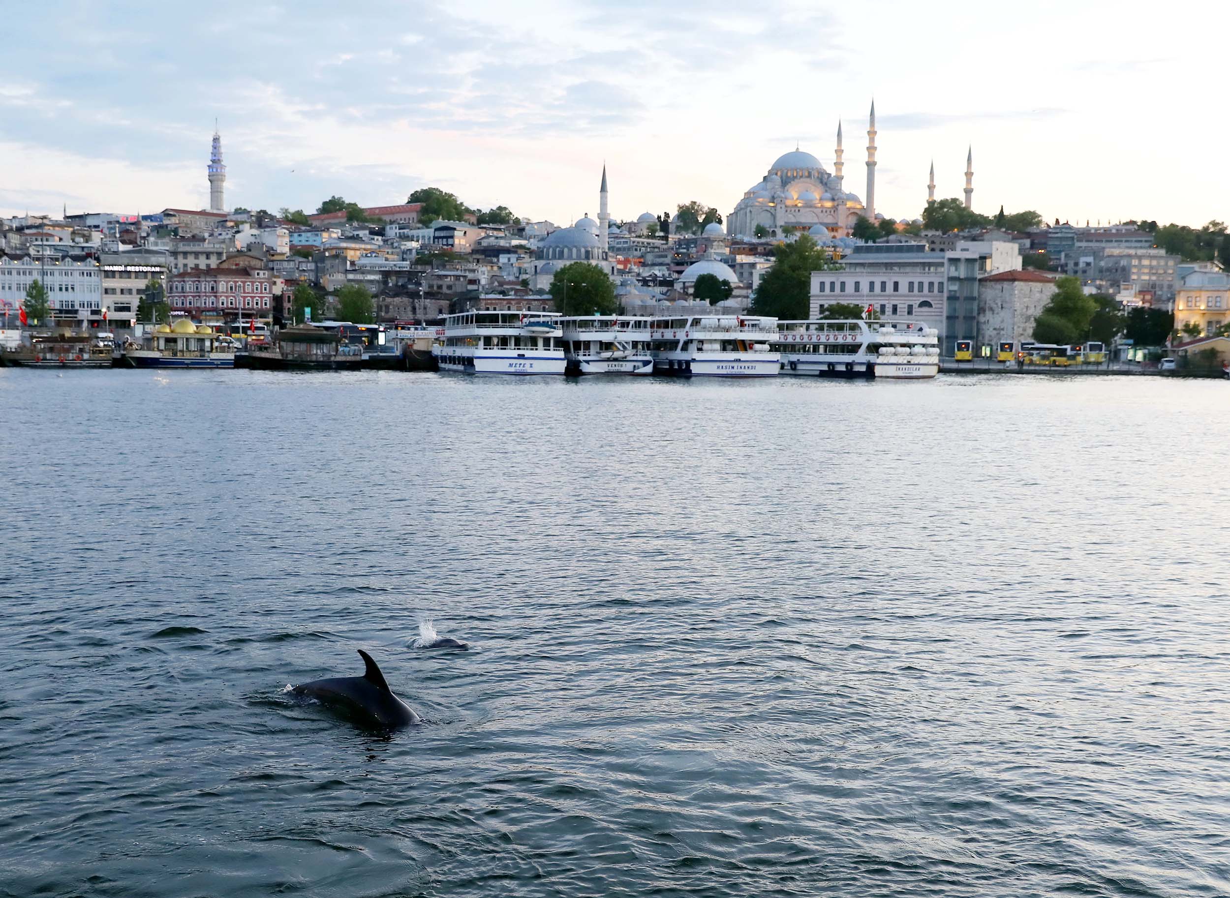 Altın Boynuz’un Yunusları