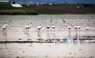 Flamingolar Ankara’ya Renk Kattı