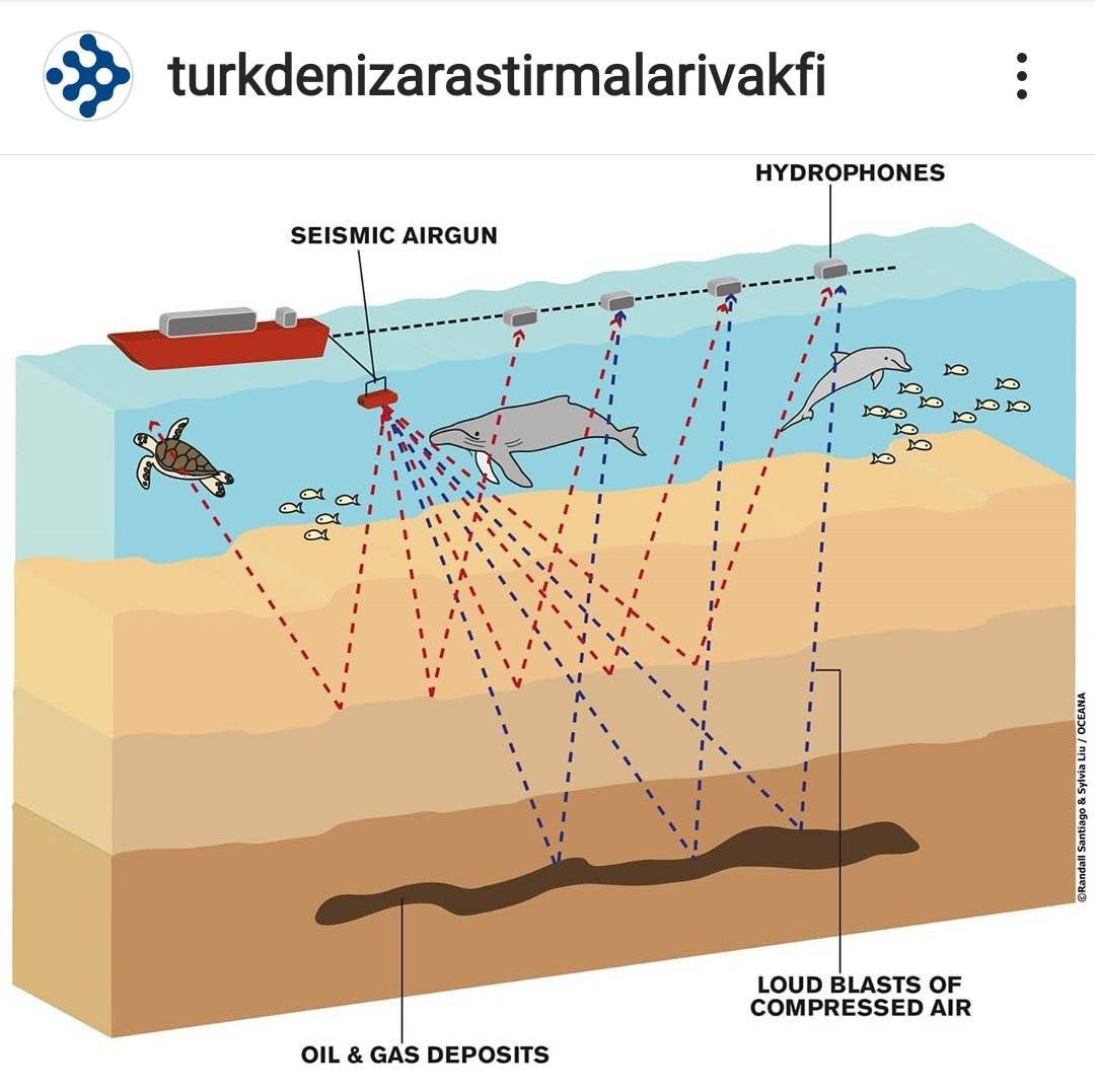 TÜDAV: “Sismik Araştırmalarda Deniz Memelisi Uzmanları da Bulunmalı”