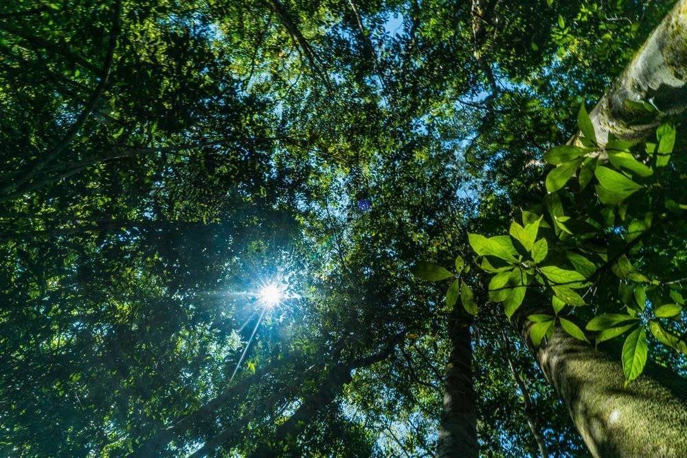Amazon forest, La Chorrera, Department of Amazonas, Colombia.