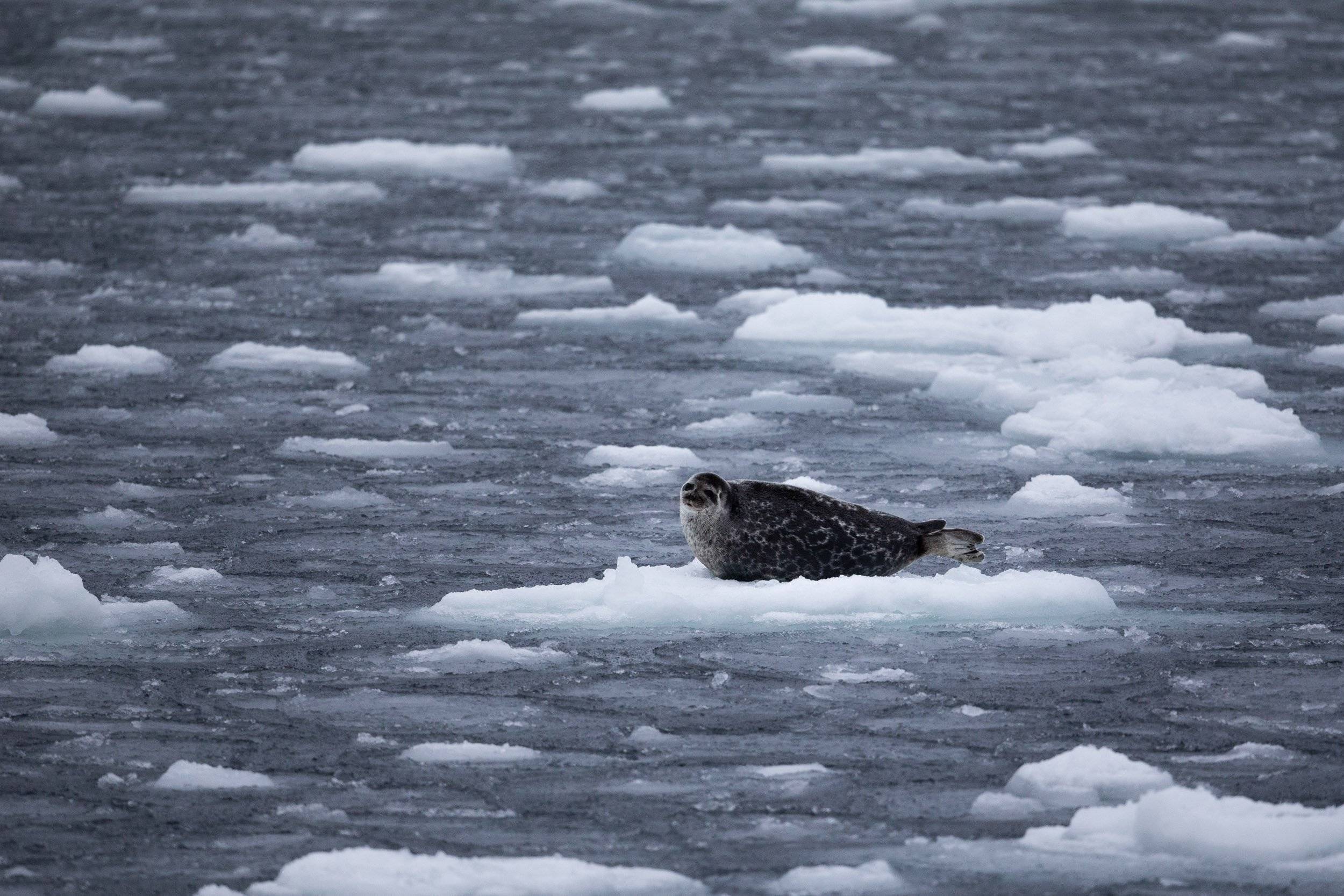 Ringed Seal In The Arctic
