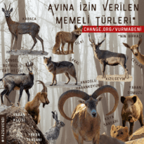 “Hayvan öldürmek spor, turizm ve hobi değildir”