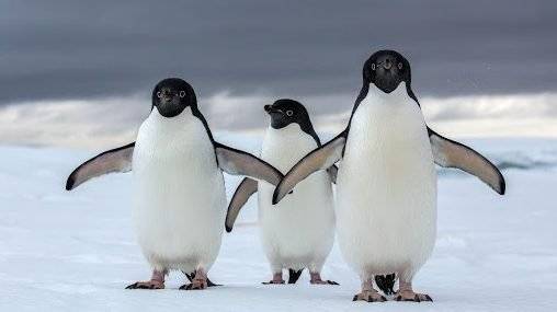 penguen-e1601644498454