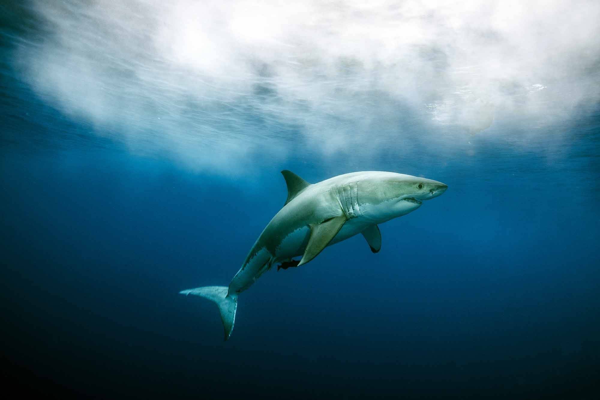 sergi-ates evirgen 15 (12)