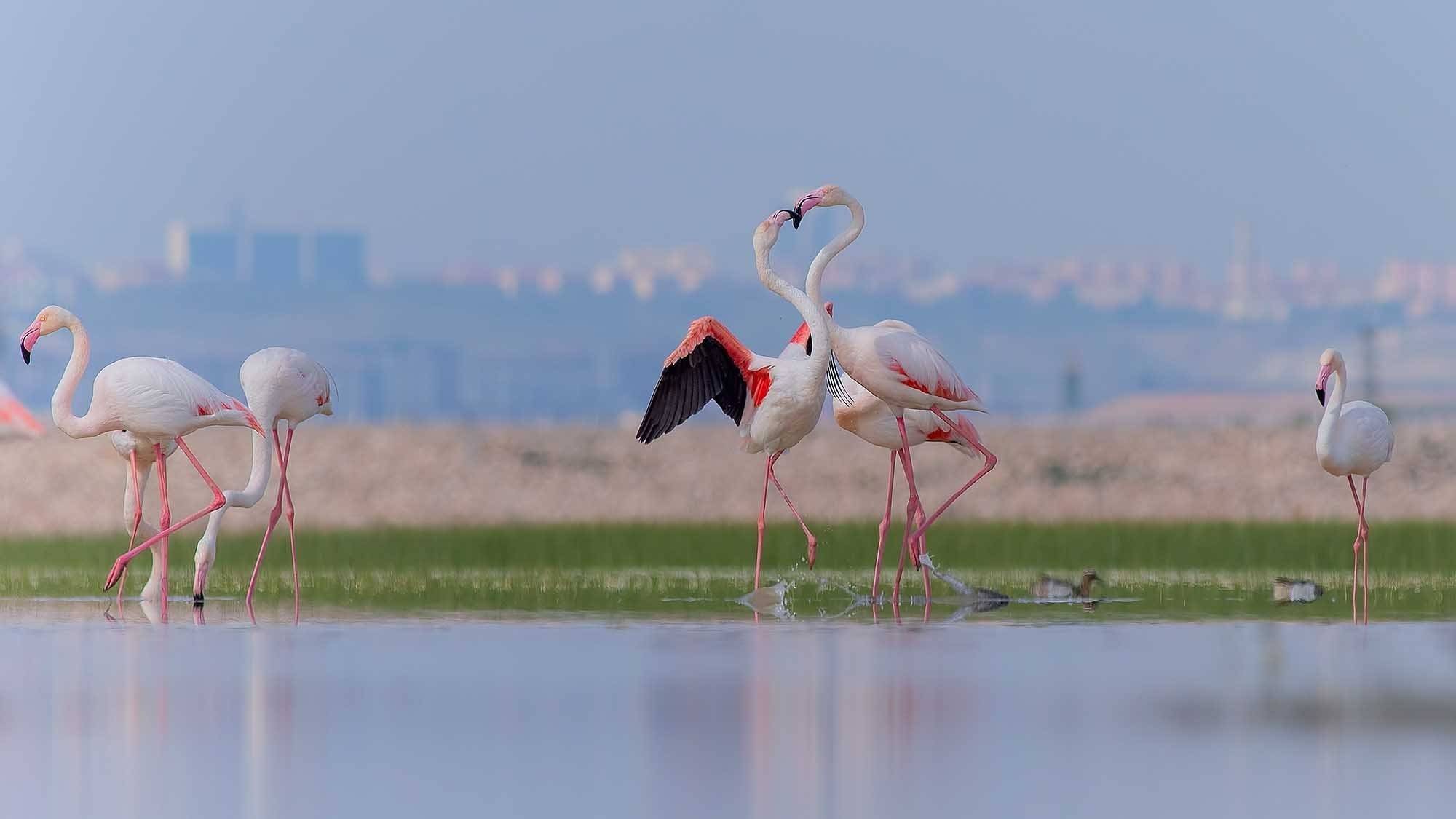 flamingo küçük 1