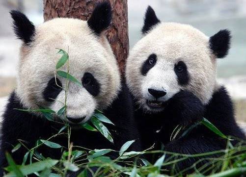 pandaa