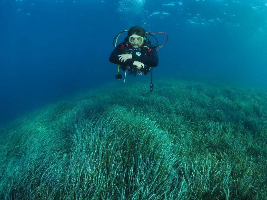 posedonya deniz çayırı ayvalık (4)