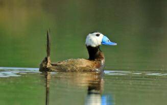 Mogan Gölü ve Dikkuyruklar Yok Olmasın