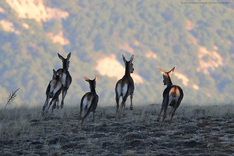 Vaşak ve ceylanların yuvasına kalker ocağı tehdidi