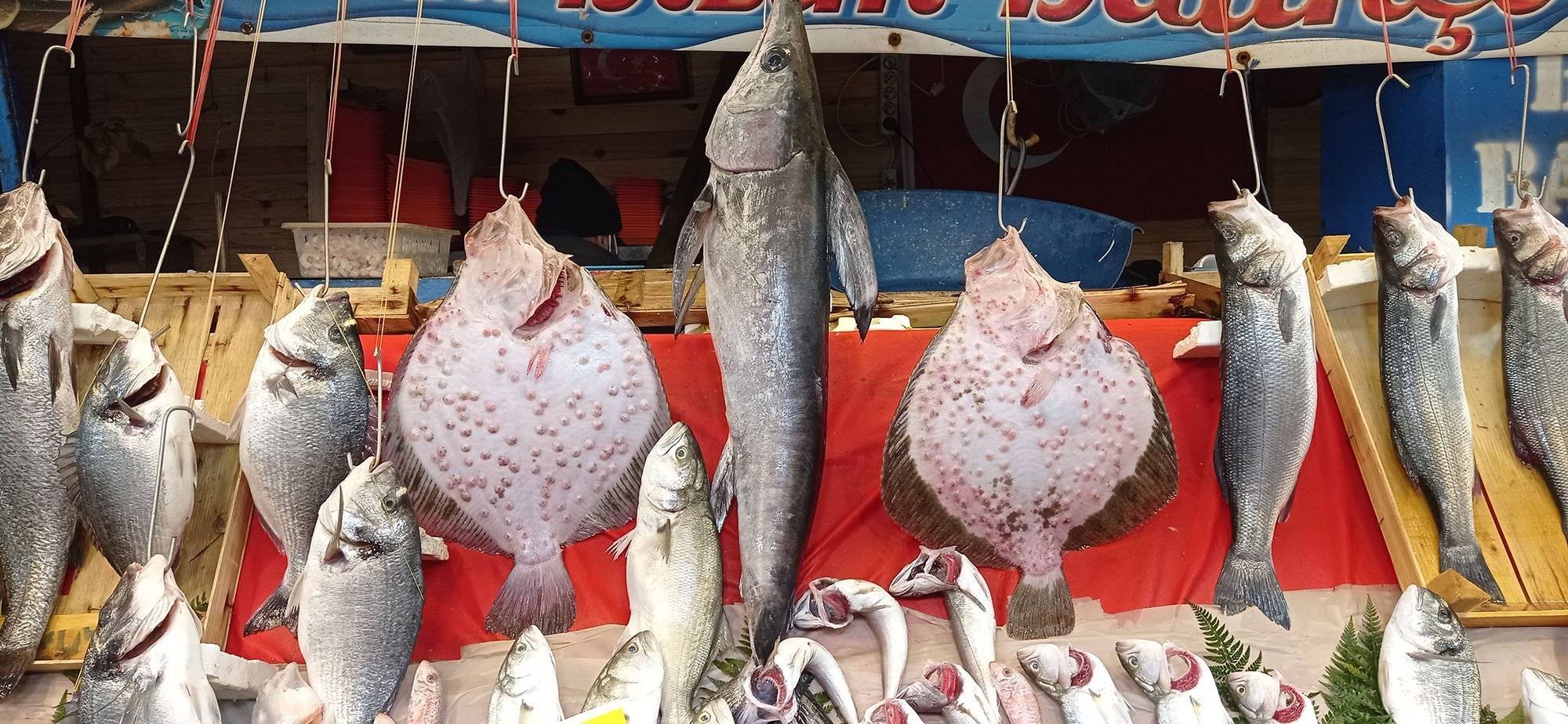 kalkanbalık 8