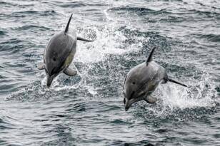 DOĞA DOSTLARI TCG GÖKSU’YA EŞLİK ETTİ