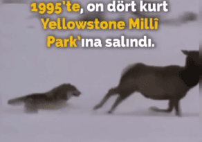 1995’te on dört kurt Yellowstone Milli Park’ına bırakıldı.