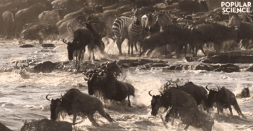 KİTLESEL GÖÇLER YOK OLUŞU TETİKLİYOR