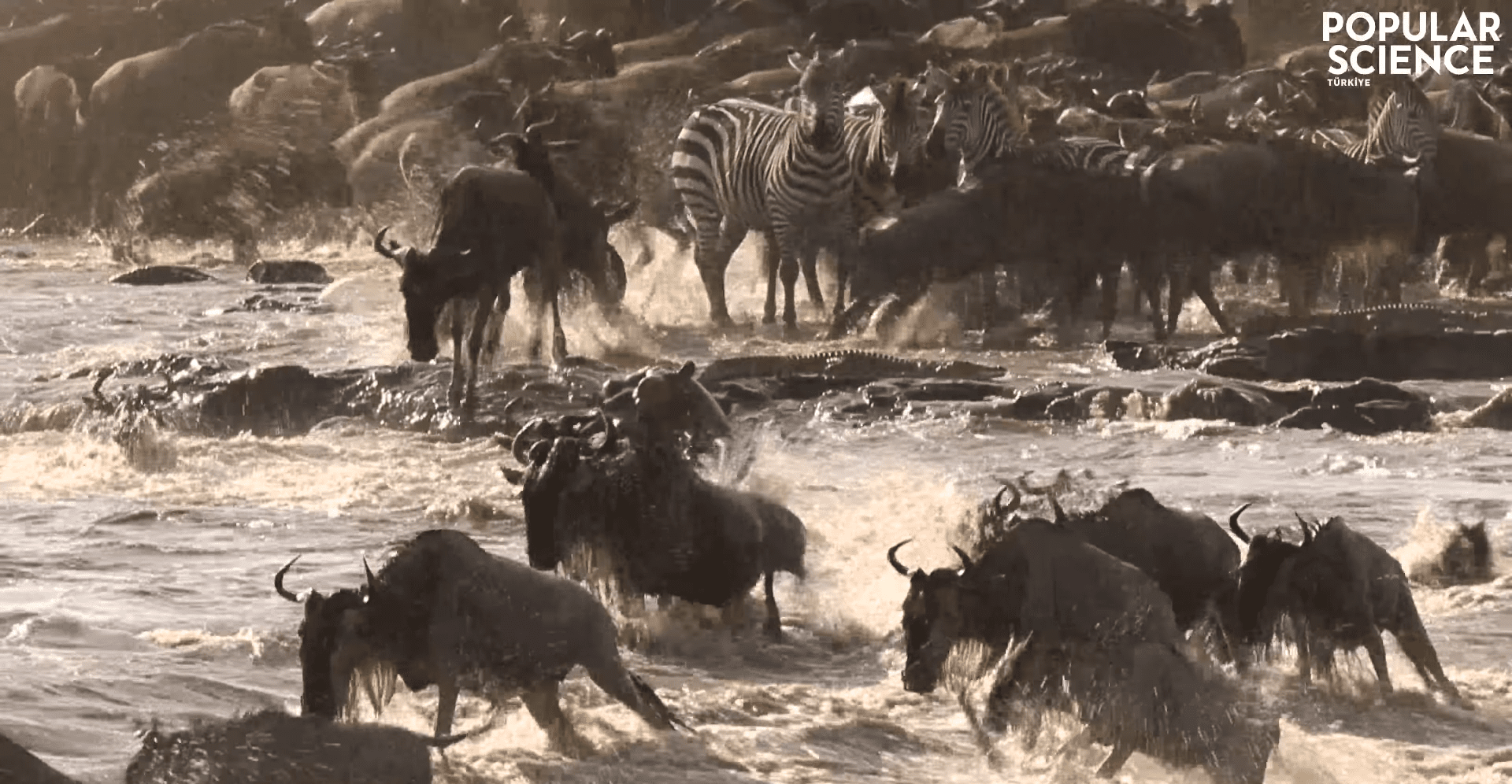 KİTLESEL GÖÇLER YOK OLUŞU TETİKLİYOR