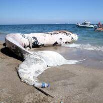 Mersin’de kıyıya balina vurdu