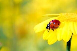 Böceklerle birlikte dünya ölüyor!