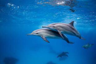 YUNUSLARA ÖZGÜRLÜK..TUTSAK BİR YUNUS DAHA ÖLDÜ