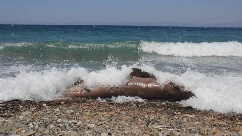 Datça’da sahilde ölü köpekbalığı bulundu