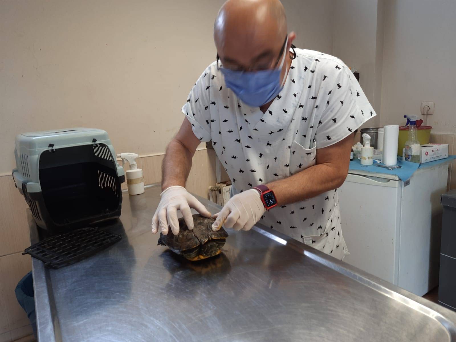 kaplumbağa maltepe (3)