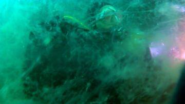 Deniz salyası mı insanoğlunun bencilce hoyratlığı mı?