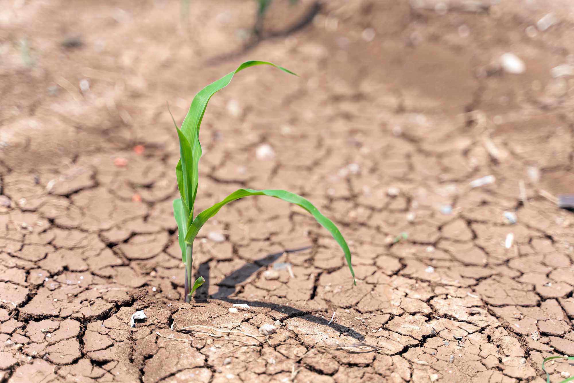 Corn,Crops,Suffer,As,Drought,Continues.,Corn,Field,With,Very