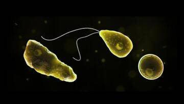 Beyin yiyen amip sayısı yükselişe geçti