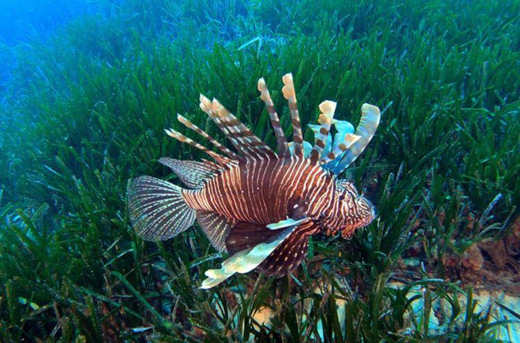 Denizlerimizdeki Yabancı Tür Sayısı 65