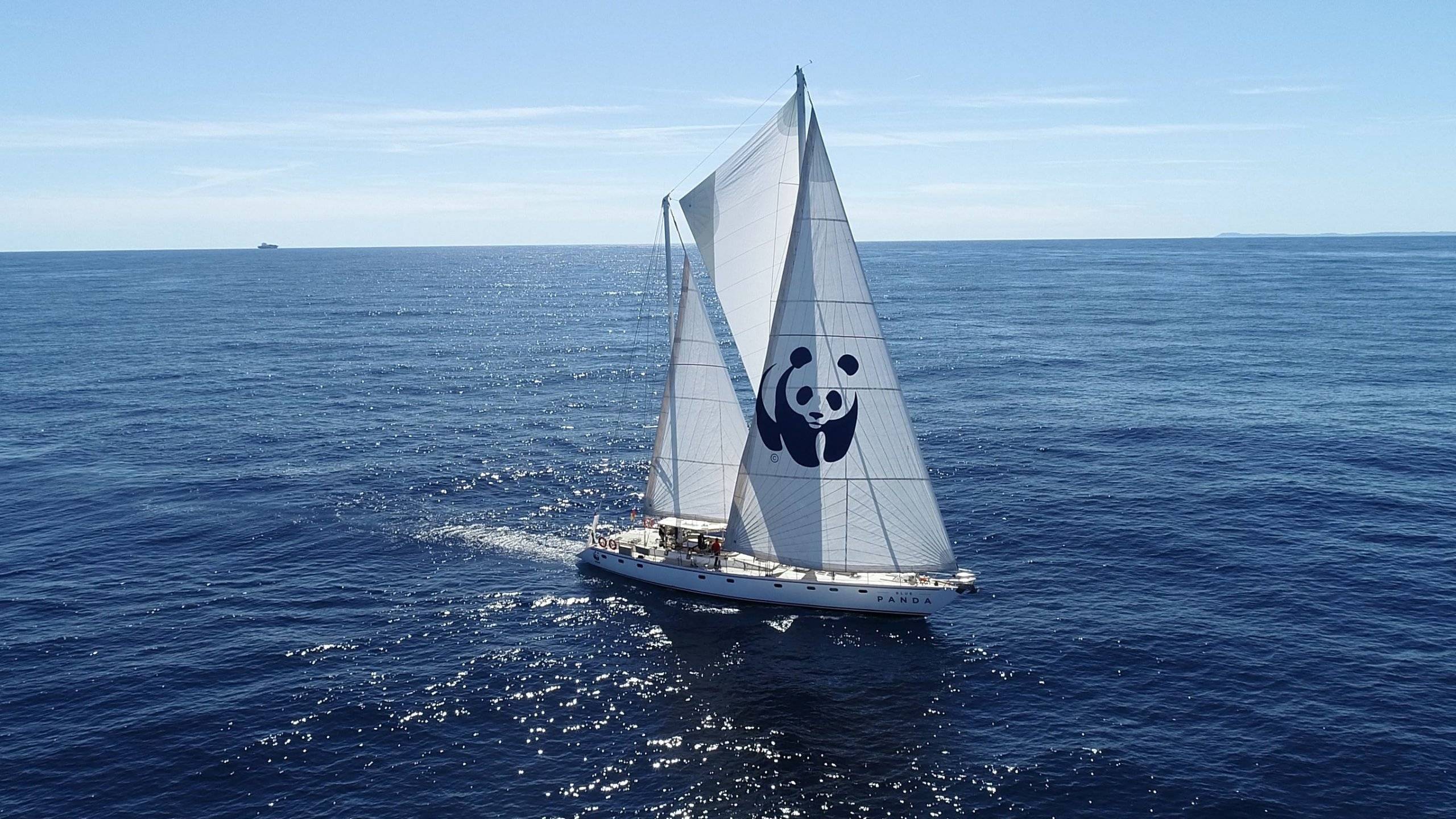 mavi panda
