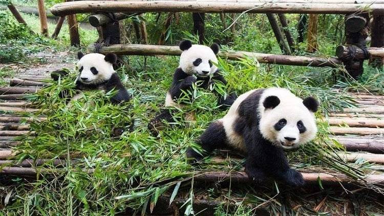panda