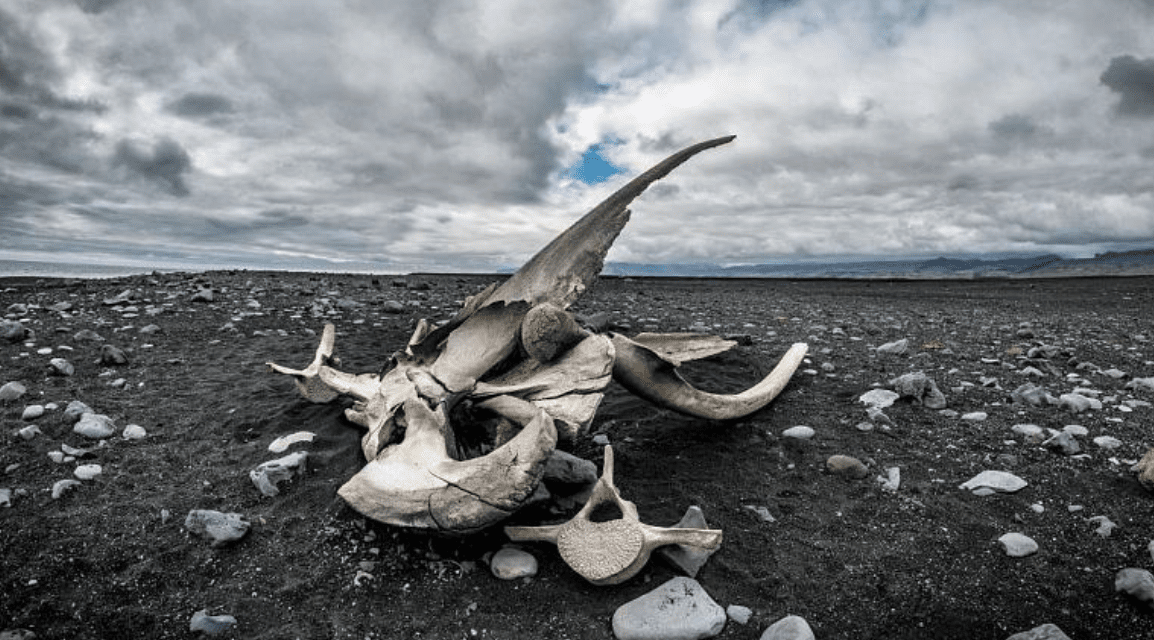 MISIR’DA 43 MİLYON YILLIK 4 AYAKLI BALİNA FOSİLİ