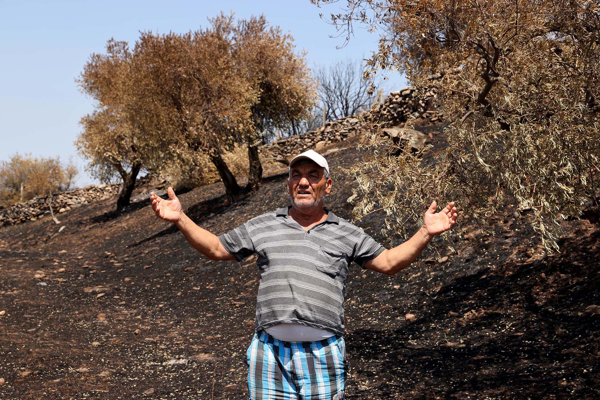yangın zeytin ağaçları 6