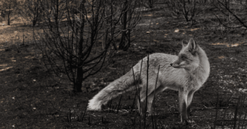 Türkiye’nin Canlarını Kaybediyoruz!