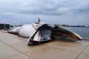 Türk gemisinde ölü balina şoku! Türk mürettebat Mehtap Karatepe’nin anlatımıyla…