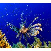 İSTİLACI ASLAN BALIĞI LOKANTALARDA MENÜYE GİRDİ