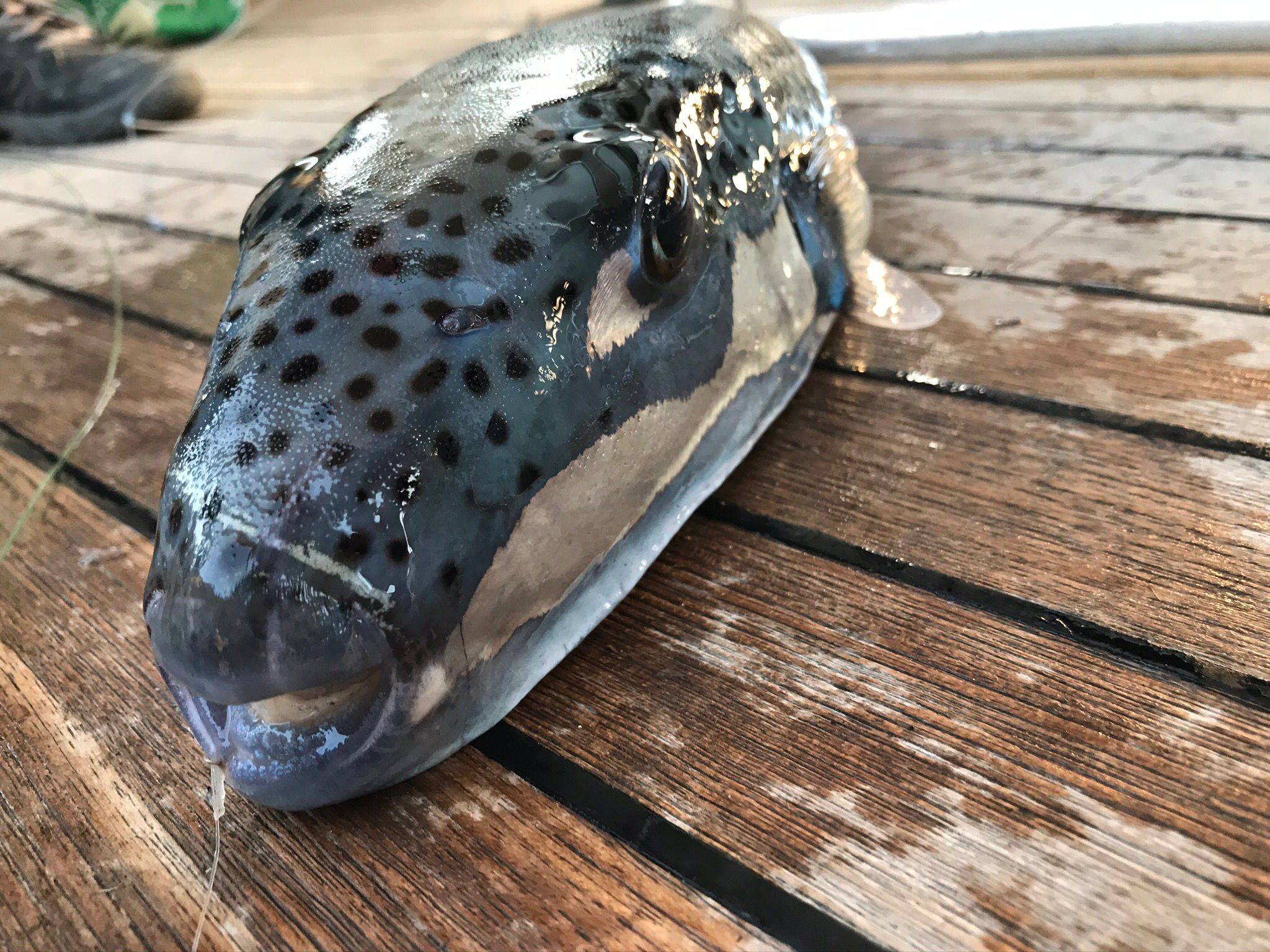 İstilacı balon balığı yamyam çıktı