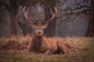 Köroğlu Dağları’ndaki 15 kızıl geyik kurtuldu… Şimdilik
