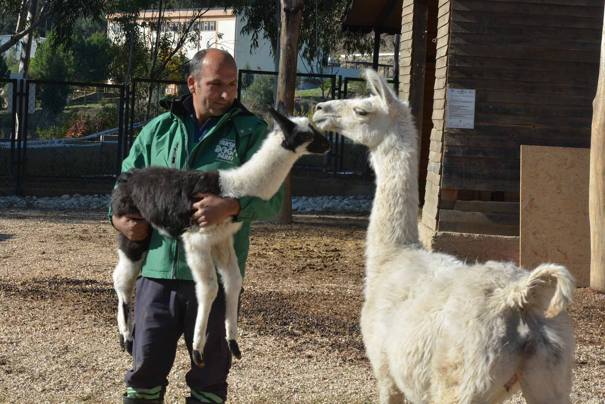 lama 2