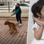 pitbull saldırısıı (1)