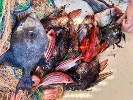 FAO’nun Akdeniz’de Mavi Umut Girişimi: Çıkarılan derslerin paylaşılması